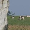Il sito archeologico di Avebury si trova immerso nel verde della campagna inglese, tra pascoli e campi coltivati