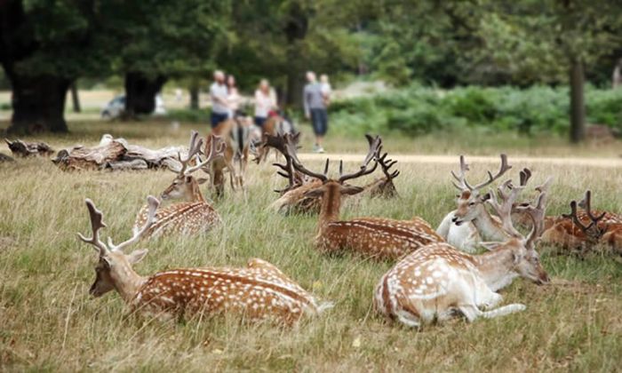 Richmond Park