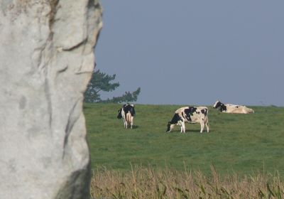 Il sito archeologico di Avebury si trova immerso nel verde della campagna inglese, tra pascoli e campi coltivati.