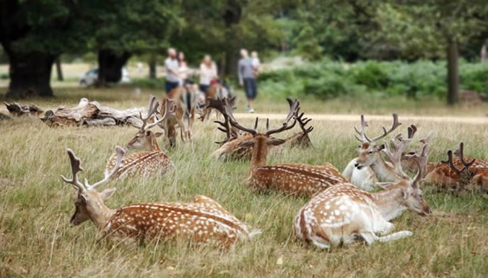 Richmond Park Londra