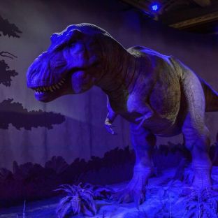 Nella galleria dei dinosauri  sono esposti modelli realistici e reperti importanti